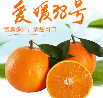 愛媛38號是橙子還是橘子？愛媛38號適合哪里種植？