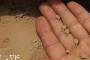 地牯牛多少錢(qián)一斤 地牯牛多少錢(qián)一斤2018