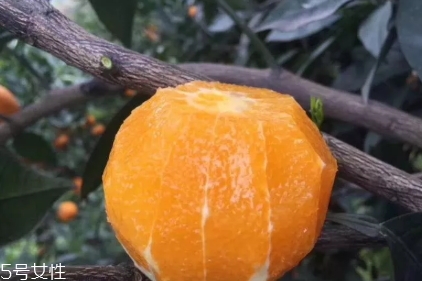 倫晚臍橙口感是酸的還是甜的？倫晚臍橙好吃嗎