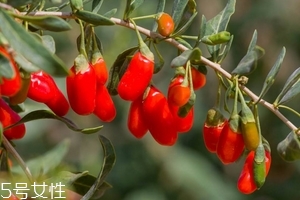 枸杞是發(fā)物嗎？枸杞屬于發(fā)物嗎？