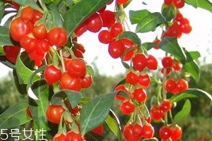 枸杞是大的好還是小的好？枸杞買大還是買小？