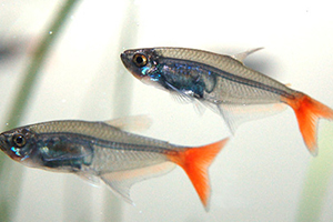 紅尾魚怎么做好吃？紅尾魚的做法大全