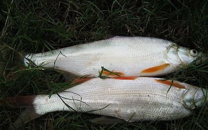 紅尾魚(yú)怎么做好吃？紅尾魚(yú)的做法大全