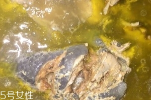 烏骨雞是烏雞嗎？烏骨雞是什么雞？