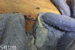 烏雞下奶嗎？烏雞怎么吃下奶？