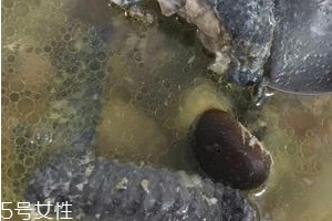烏雞是發(fā)物嗎？烏雞屬于發(fā)物嗎？