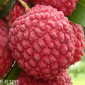 荔枝的品種 荔枝有哪些種類？