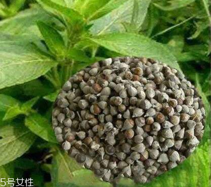 圣潔莓可以長期吃嗎？長期圣潔莓好嗎？