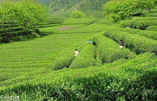 日照綠茶哪個(gè)牌子好？日照綠茶怎么辨別好壞