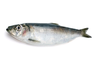 青魚是淡水魚還是海魚？青魚是淡水魚嗎？