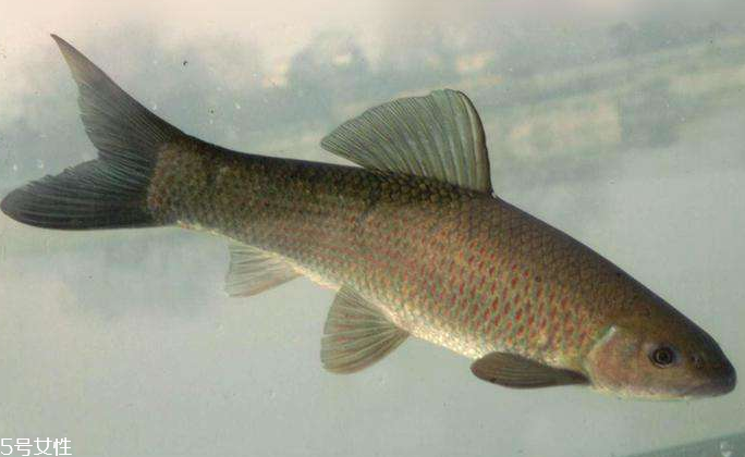 青魚(yú)是淡水魚(yú)還是海魚(yú)？青魚(yú)是淡水魚(yú)嗎？