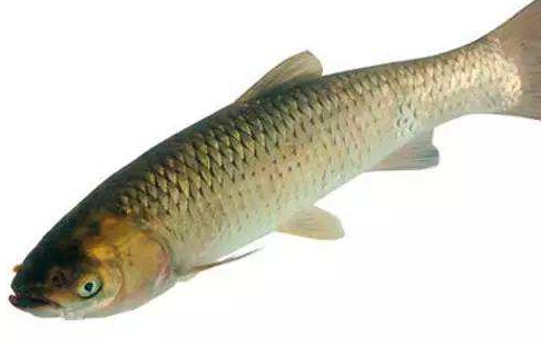 青魚(yú)是淡水魚(yú)還是海魚(yú)？青魚(yú)是淡水魚(yú)嗎？