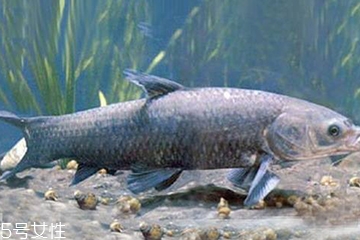 青魚是發(fā)物嗎？吃青魚會過敏嗎？