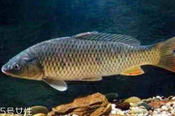 青魚是發(fā)物嗎？吃青魚會(huì)過敏嗎？