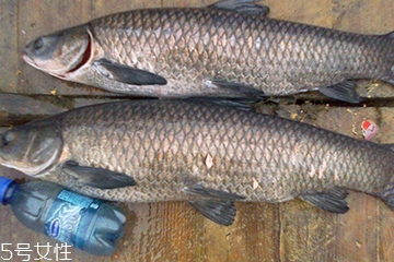 青魚是發(fā)物嗎？吃青魚會(huì)過敏嗎？