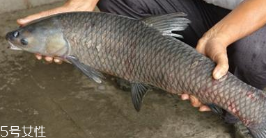 青魚(yú)怎么養(yǎng)殖?青魚(yú)好養(yǎng)嗎？