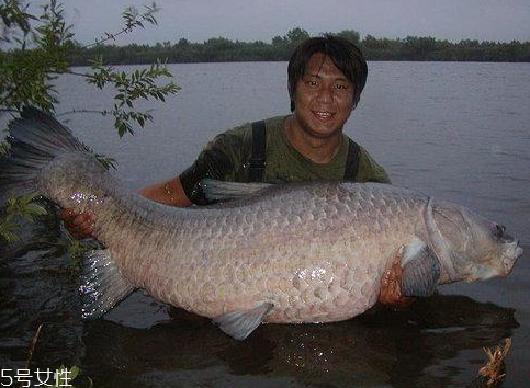 青魚能做魚干嗎？青魚怎么做成魚干？