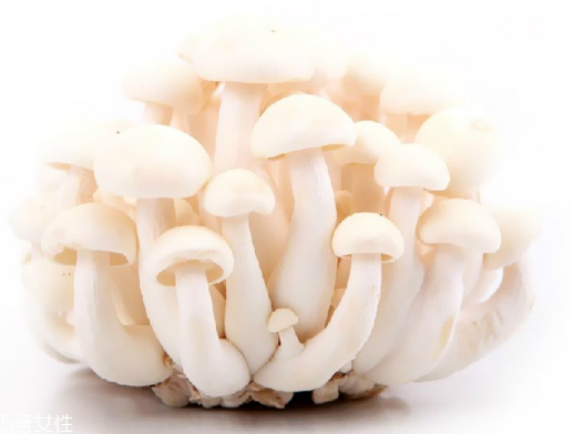 白玉菇和海鮮菇的區(qū)別 白玉菇和海鮮菇是一樣的嗎？