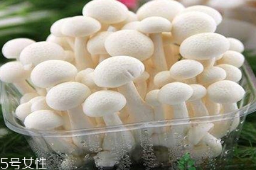 白玉菇為什么是苦的？白玉菇怎么會(huì)苦？