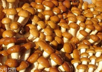 滑子菇的功效 滑子菇有什么作用？