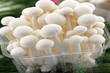 白玉菇為什么是苦的？白玉菇怎么會(huì)苦？