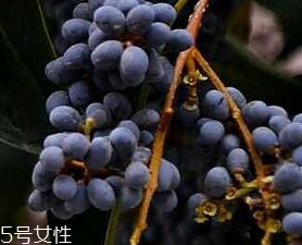 女貞子能和旱蓮草一起吃嗎？女貞子和旱蓮草的用量