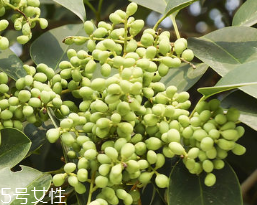 女貞子怎么保存？女貞子怎么保存最好？