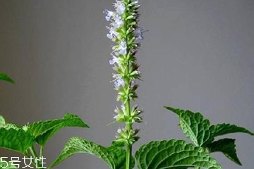 藿香是發(fā)物嗎？皮膚過敏的人能吃藿香嗎？