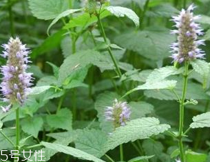 藿香是發(fā)物嗎？皮膚過敏的人能吃藿香嗎？