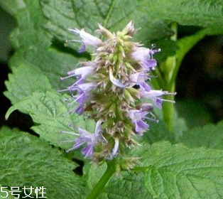 藿香是涼性還是熱性？藿香是熱性嗎？