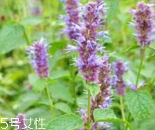 藿香能生吃嗎？藿香味道好嗎？