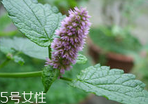 藿香能多吃嗎？藿香吃多了會(huì)怎樣？