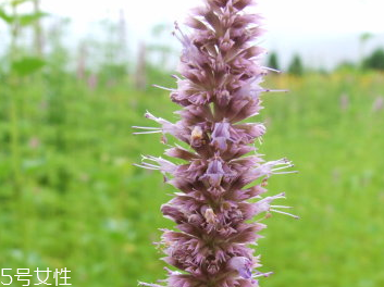 藿香和佩蘭能一起吃嗎？藿香和佩蘭的作用
