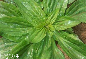 車前草是什么？車前草的作用是什么