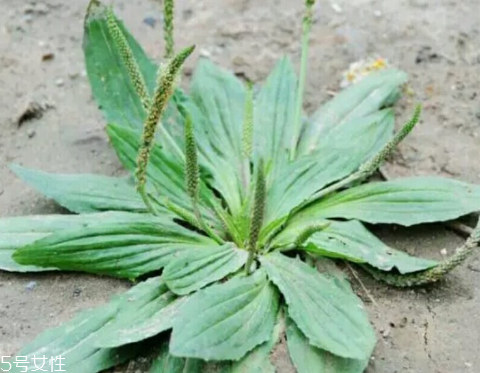 車(chē)前草怎么吃？車(chē)前草怎么做好吃？