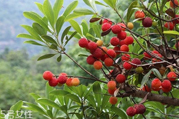 梅花是發(fā)物嗎？皮膚過敏的人能喝梅花茶嗎？