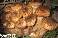 榛蘑的好處 榛蘑對(duì)人有什么益處？