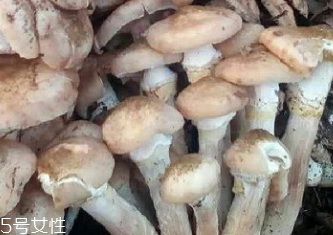 榛蘑是蘑菇嗎？榛蘑是什么蘑菇？