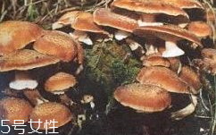 榛蘑是蘑菇嗎？榛蘑是什么蘑菇？
