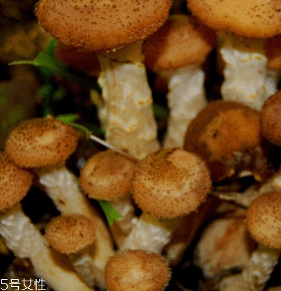 榛蘑是野生的好嗎？野生榛蘑的好處