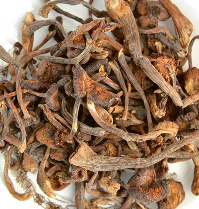 榛蘑是野生的好嗎？野生榛蘑的好處