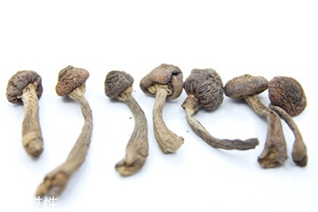 榛蘑和天麻的關系 榛蘑和天麻有什么聯系？