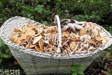 榛蘑的顏色 榛蘑是什么顏色的？