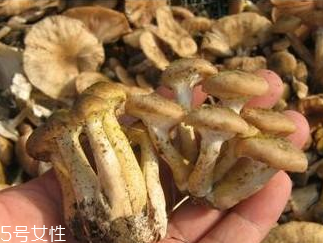 榛蘑和香菇能一起吃嗎？