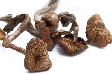 榛蘑能保存多久？干榛蘑怎么保存最好？