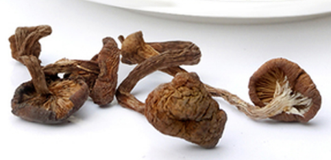 榛蘑可以煲鴨肉嗎？榛蘑可以煲鴨肉