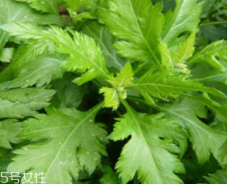 菊花腦的禁忌人群 哪些人不能吃菊花腦？