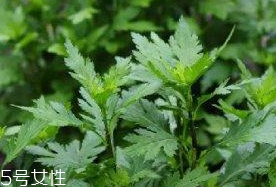 菊花腦是溫性還是涼性？菊花腦是涼性嗎？