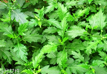 菊花腦的種植 菊花腦怎么種？