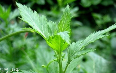 菊花腦能吃嗎？菊花腦的味道